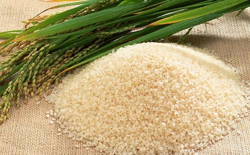 Spighe verdi di riso e una collina di cereali