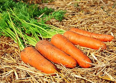 Морковите лежат върху сламата