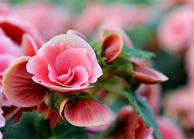Fiore di begonia rosa